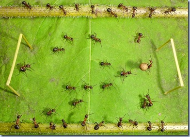fantasy-world-of-ants1