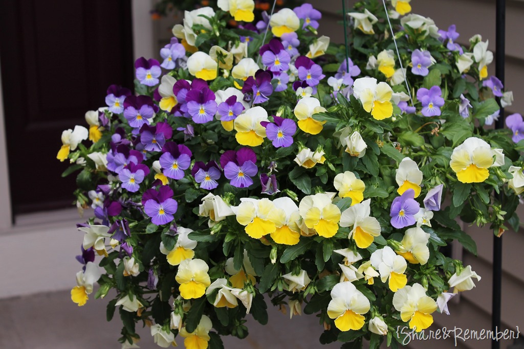 [pansies%255B3%255D.jpg]