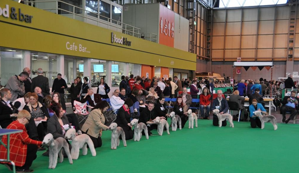 [crufts%255B4%255D.png]