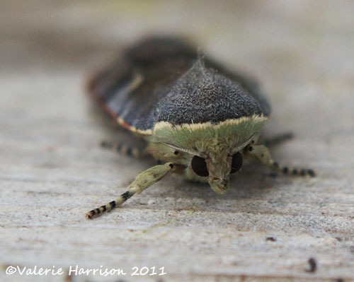 [lesser-broad-bordered-yellow-underwi%255B8%255D.jpg]