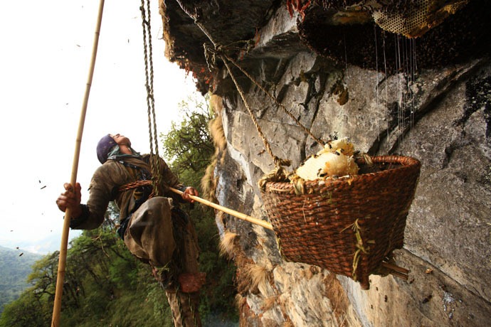  طريقة استخراج العسل في دولة النيبال. Honey-hunters-nepal-28%255B4%255D