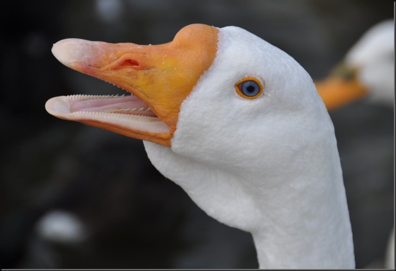 DSC_0438 DSC_0438