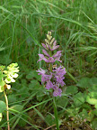Orchidee