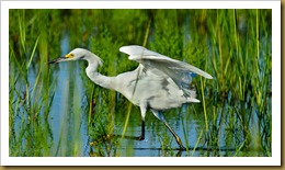 Snowy Egret D7K_2802 August 11, 2011 NIKON D7000