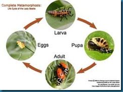 ladybug life cycle