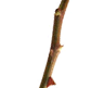 [Prune%255B3%255D.png]