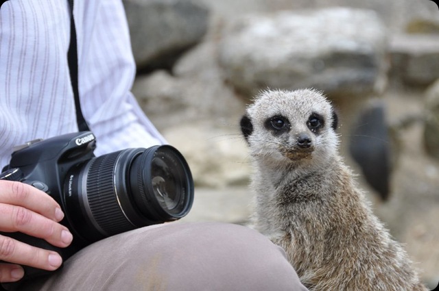 Meerkat next to Rachel DSC_0654