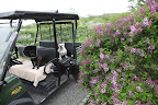 Francesca, did you know that lilacs, or syringa, are part of the olive family?  The name comes from the Greek word, syrinx, meaning hollow pipe or tube, and refers to the shape of the flowers.  Let's drive to the long lilac allee.