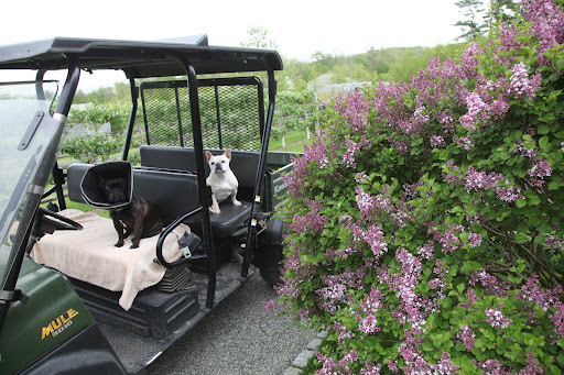 Francesca, did you know that lilacs, or syringa, are part of the olive family?  The name comes from the Greek word, syrinx, meaning hollow pipe or tube, and refers to the shape of the flowers.  Let's drive to the long lilac allee.
