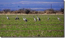 Sand Hill Cranes Wilcox AZ 018 Sand Hill Cranes Wilcox AZ 018