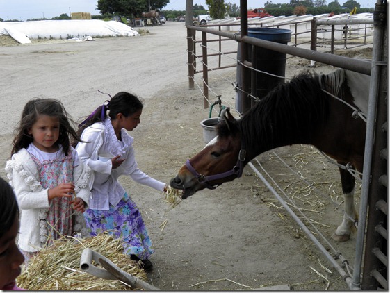 sparkles feeding horse