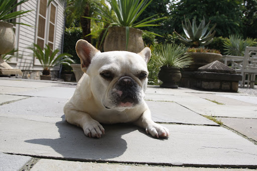 Why did I come outside? It's so hot today.
