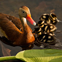 Black-bellied Whistling Duck