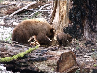 Black Bear and cub, Yosemite