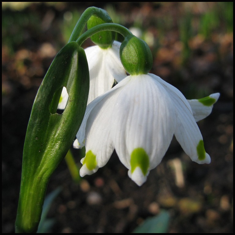 [0284snowdrop%255B3%255D.jpg]