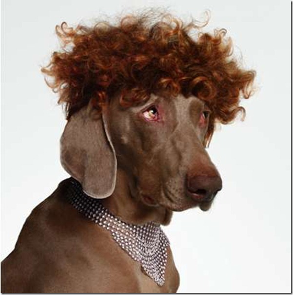 perros disfrazados (2)