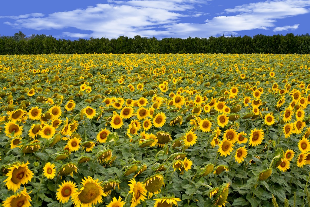 [Sunflowers---France-6.jpg]