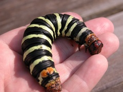 Frangapani sphinx moth larva brought in by a MOSI guest