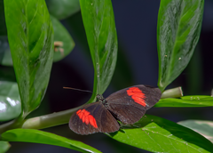 Cockrell Butterfly Center 32