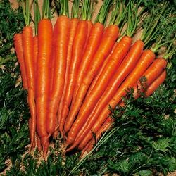[Carrot-Sugarsnax-54-F1-Hybrid5.jpg]