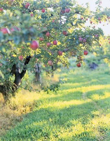 [Apple-Tree-ENTERT0705-de%255B3%255D.jpg]