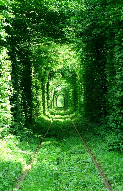 بالصور: نفق جميل من الاشجار تعبر منه القطارات باوكرانيا Tunnel-of-love-5%25255B4%25255D
