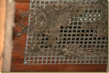 IMG_2135 IMG_2135