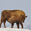 DSC30173_6_zimbri.jpg