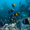 1504 Day 5 Snorkeling Devil