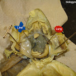 dissect23_labeled.jpg