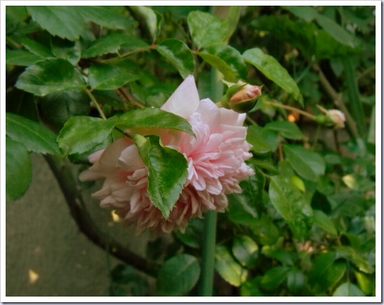 DSCN3515 DSCN3515