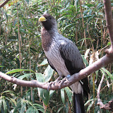 A pretty bird at the Nashville Zoo 09032011a