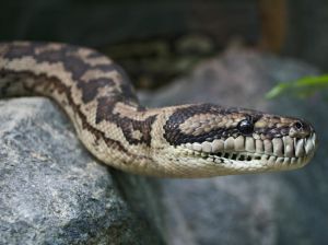 snake.jpg