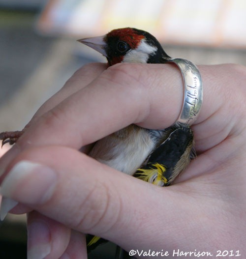 [goldfinch%255B2%255D.jpg]