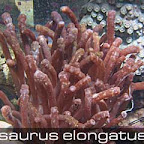 isaurus elongatus2.jpg