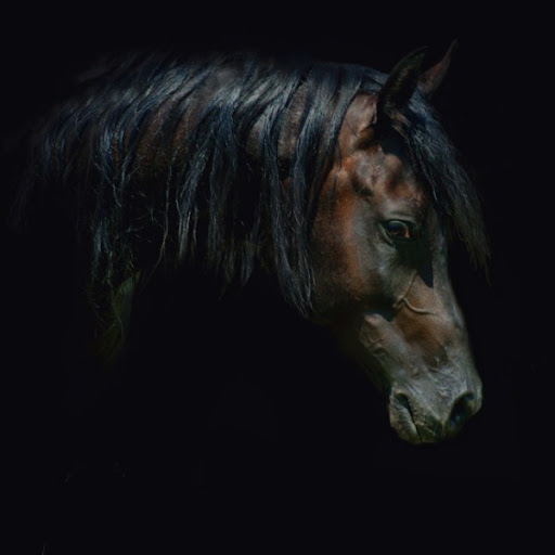 Arabian Wojtek Kwiatkowski Horse Photography