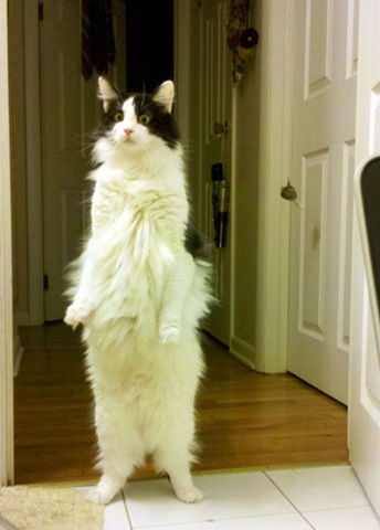 [animals-worried-face-7%255B2%255D.jpg]