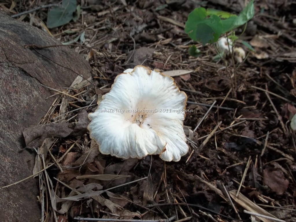[23-9-mushroom-58.jpg]