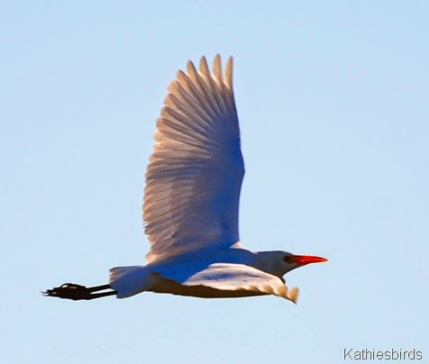 1. DSC_0204 cattle egret-kab 1. DSC_0204 cattle egret-kab