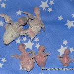 July 23-11   12-11-10-6 & 3 day old babies.JPG