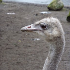 struisvogel_avifauna.jpg