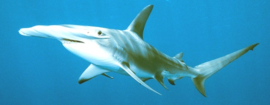 Sphyrna-Hammer-headed-shark