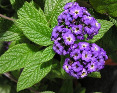 heliotropo-especies heliotropo-especies