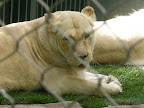 A white lioness at the MGM Mirage.