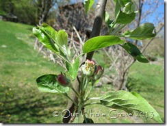 apple blossom apple blossom