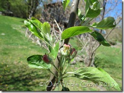 apple blossom