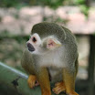 Orangutan Island 116.JPG