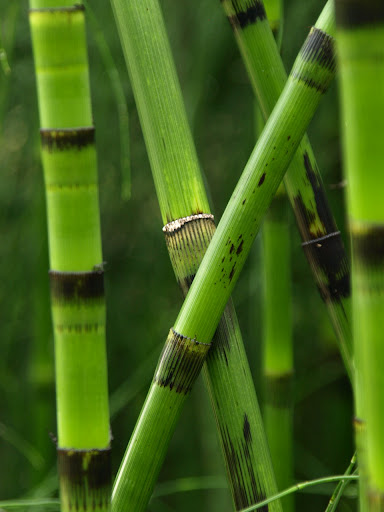 Equisetum | Schachtelhalm, Pflanzen, Farn