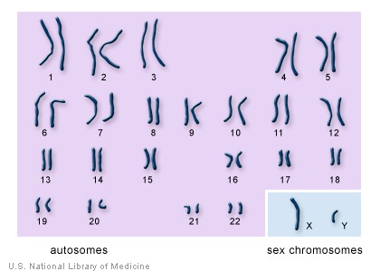 [autosomes%2520and%2520sex%2520chromosomes%255B6%255D.jpg]