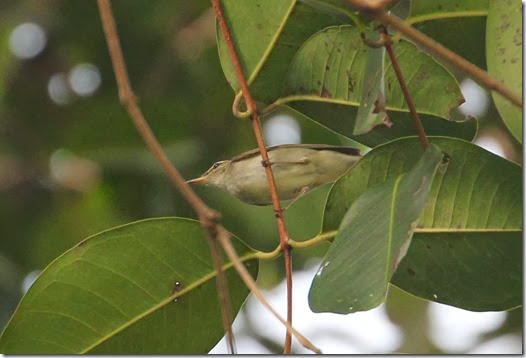 arctic warbler (2) arctic warbler (2)